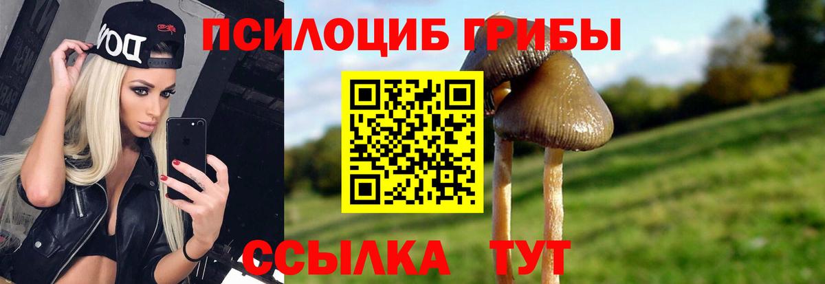 Псилоцибиновые грибы Psilocybine cubensis Кимры